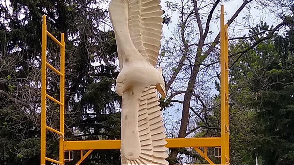 Artist Turning Fallen Tree Into Art at Berthoud Park