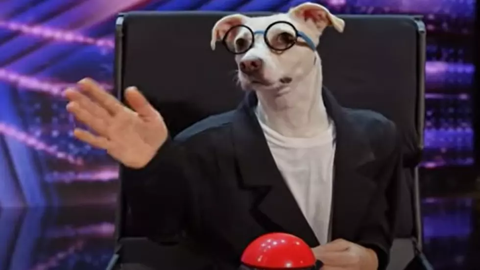 Fort Collins Dog Team Impersonates Judges on AGT [Video]