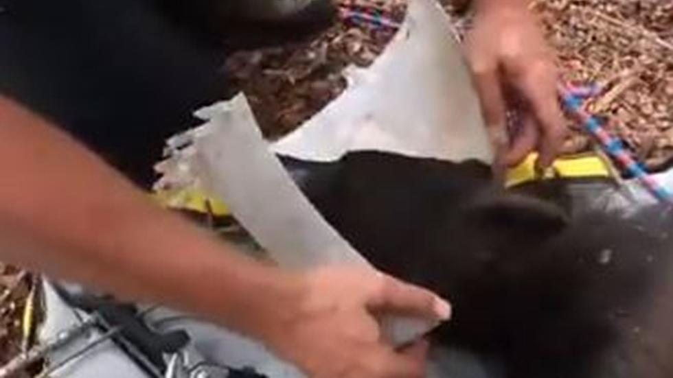 Finally Free: Colorado Bear Released From Chicken Feeder Bucket [Video]