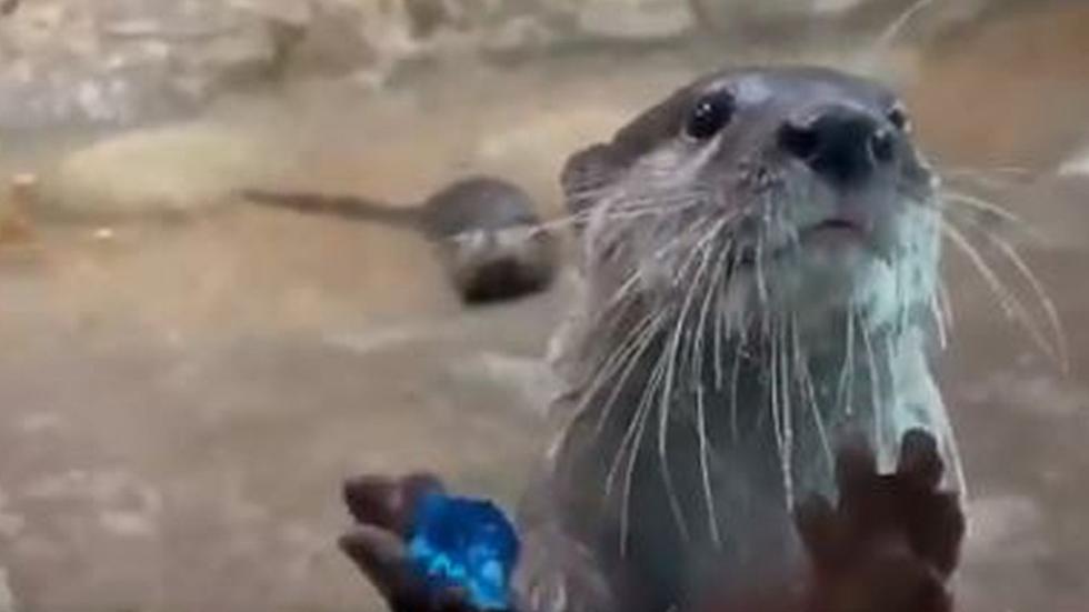 Adorable Denver Zoo Otters Play With Adorable Tiny Toys [Video]