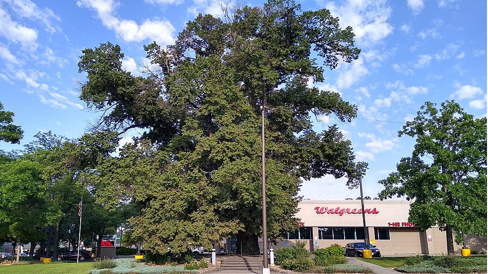 Loveland’s Historic ‘Washington Elm’ is One of Very Few in America