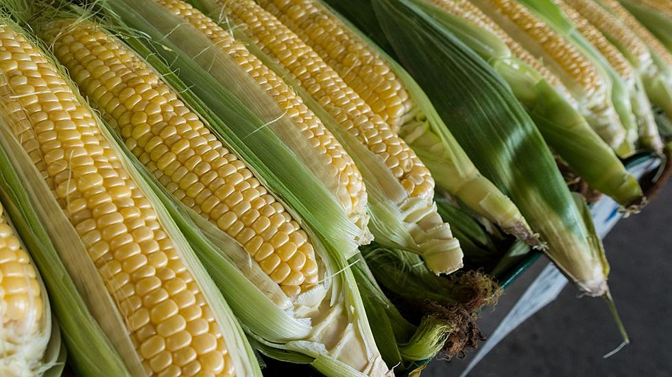 Bushels of Fun 125th OldFashioned Corn Roast Fest in Loveland