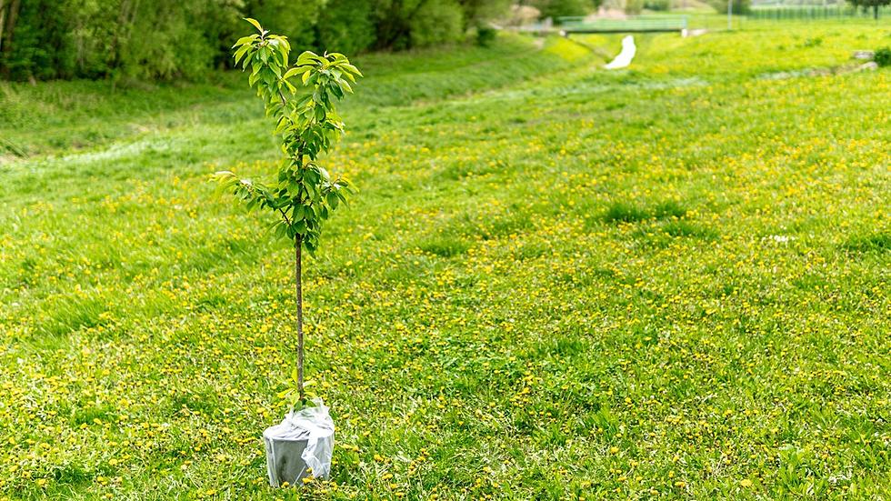 Fort Collins to Help You With Your Landscaping with $25 Trees