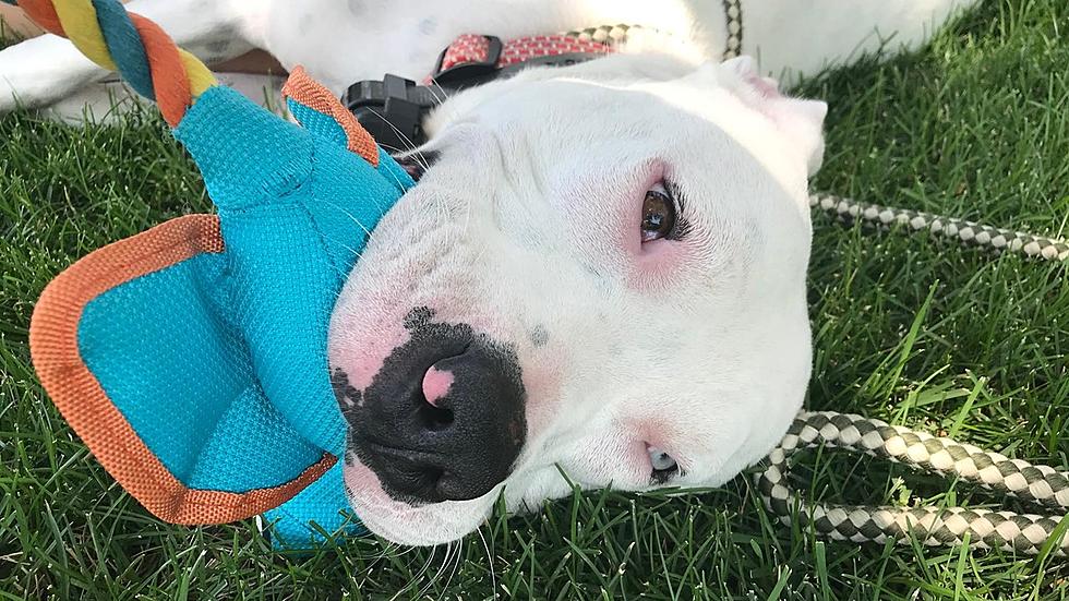 Dino, the Adorable Deaf Pit Bull, Needs a Northern Colorado Home
