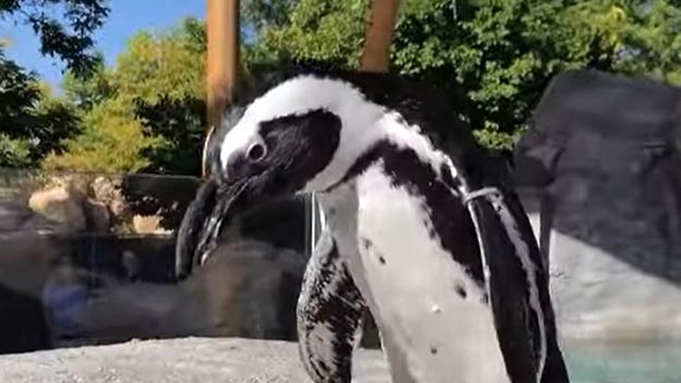 ‘So Long, Shag Carpet,’ Denver Zoo Penguins Get a Great New Place