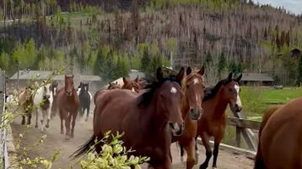 Watch Over 100 Horses Cross Bridge at a Granby Colorado Ranch