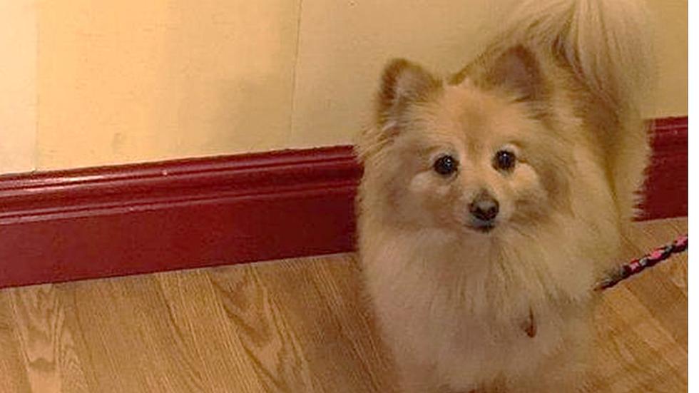 Little Pomeranian Looking For a Little Job In Loveland, Can You Help?