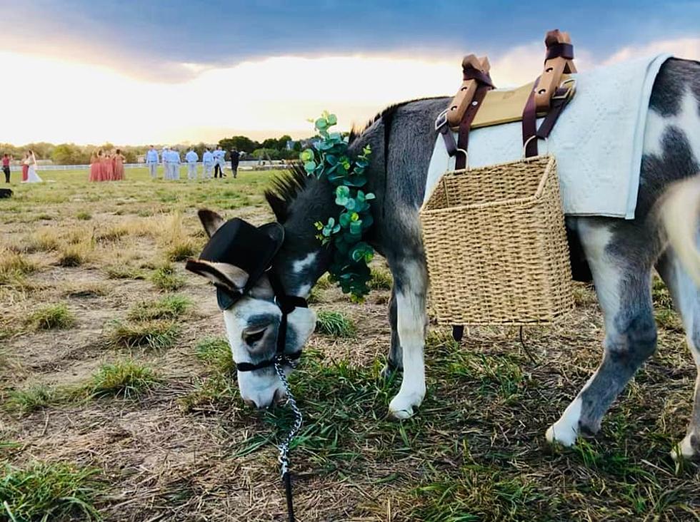 Penelope and Pierre, Party Donkeys for Hire in NoCo