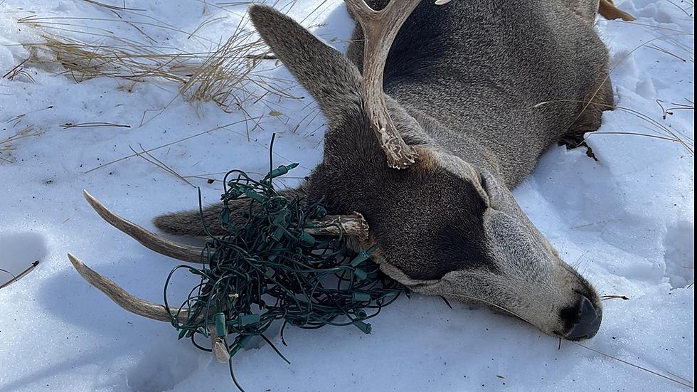Colorado Buck Gets Rescued From Tangled Up Christmas Lights