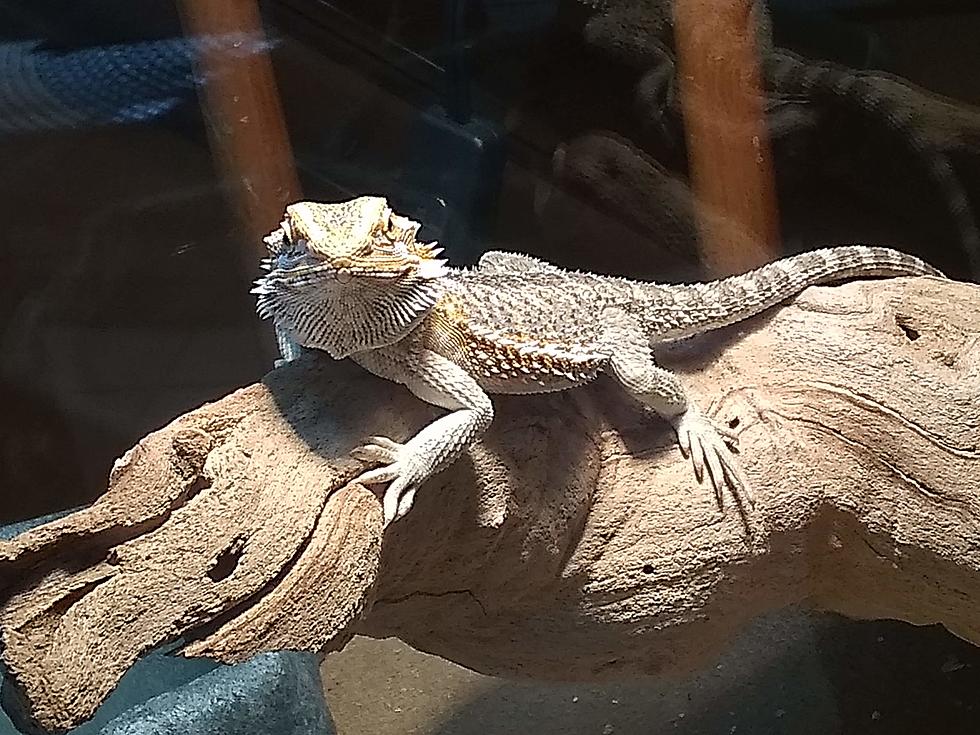 Bearded Dragons are Spreading Salmonella in Colorado