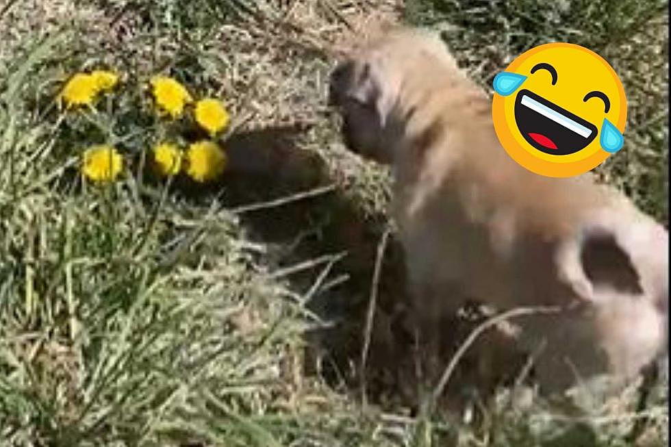 Mike Nelson’s New Puppy Makes Us Smile When She Discovers Dandelions