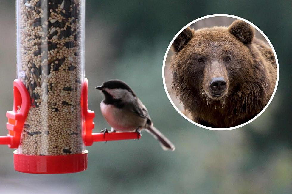 Colorado Warns: Bears Love Your Bird Feeders More Than the Birds Do