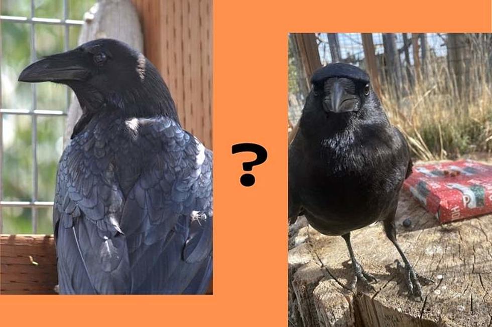Crow or Raven? How to Tell The Colorado Blackbirds Apart