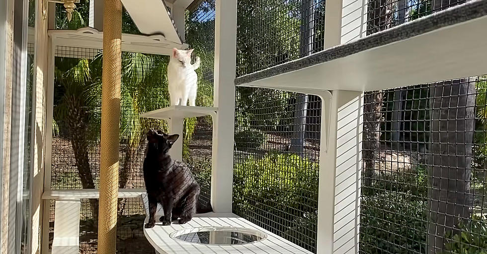 Time To Build a Catio: Cats Can’t Just Roam Free in Fort Collins