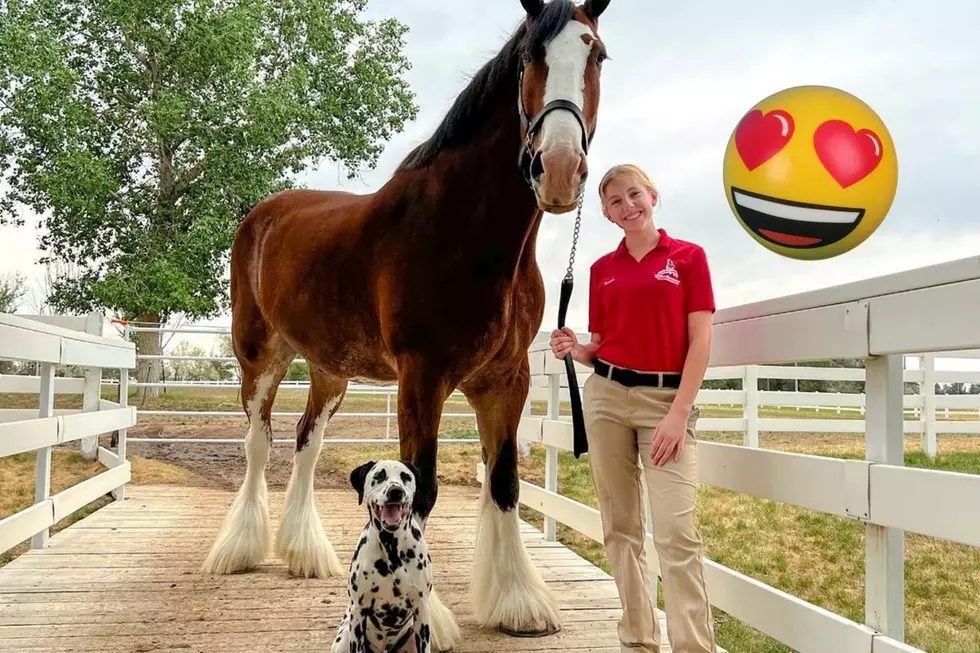Take Your Picture With the Budweiser Clydesdales in Fort Collins 