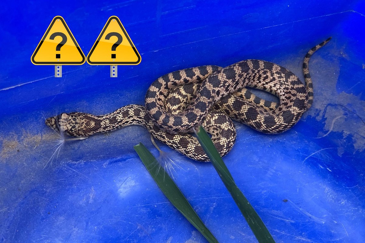 Bull Raddle How to Identify the Difference Between Bull Snake or Rattlesnakes