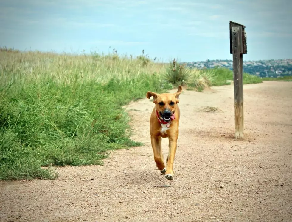 This Colorado City Made Top Ten on Most Pet-Friendly Cities List