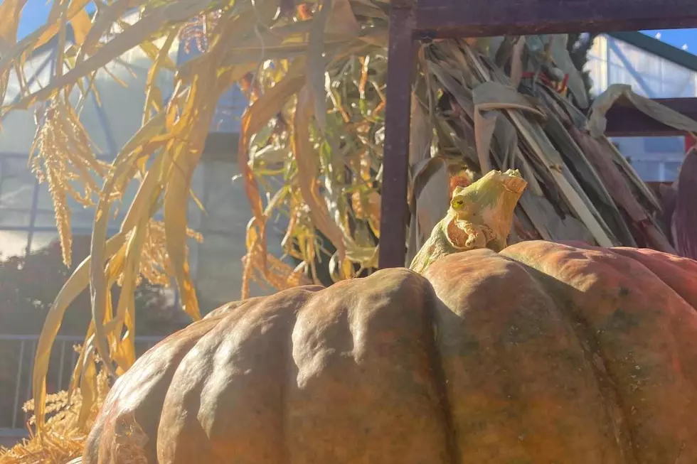 Pumpkin