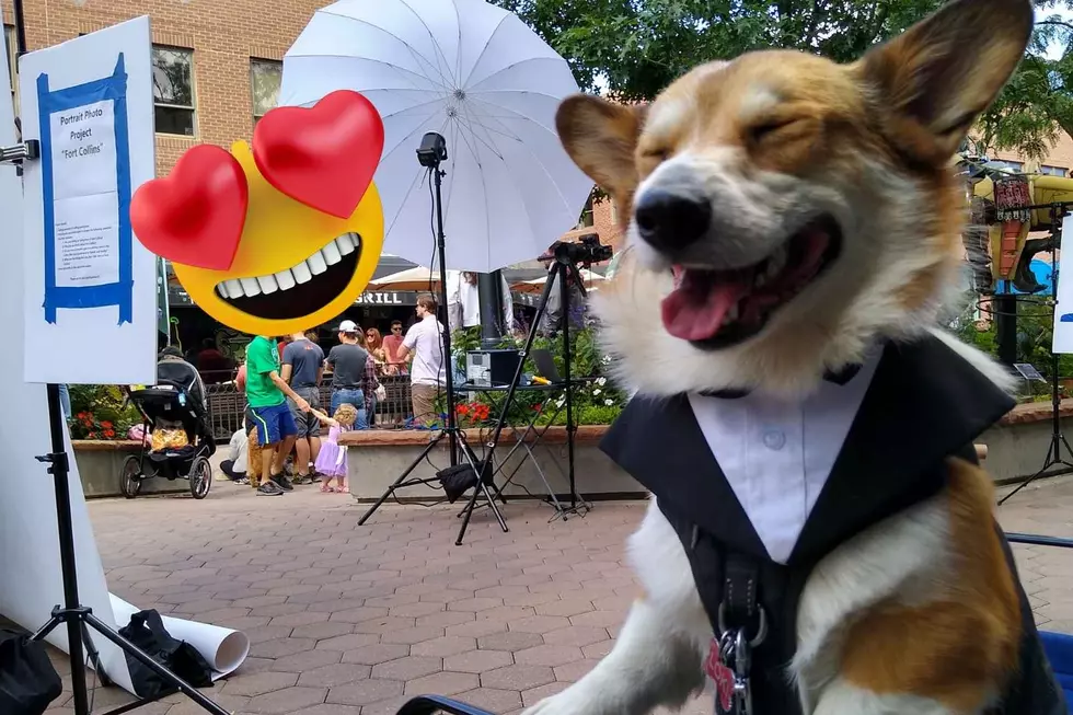 55 Fun Photos From a Celebration of Adorable Colorado Corgis