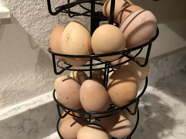 Metal Egg Skelter, Chicken Coop Supplies