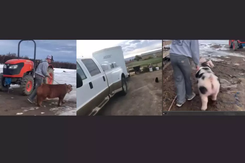 Someone Stole a Truck and 2 Adorable Show Pigs Here for The Stock Show