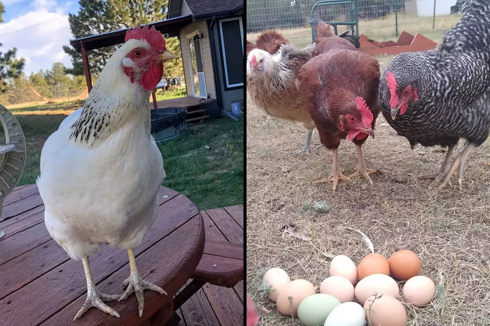 7 Things to Consider Before Committing to Backyard Chickens in Colorado