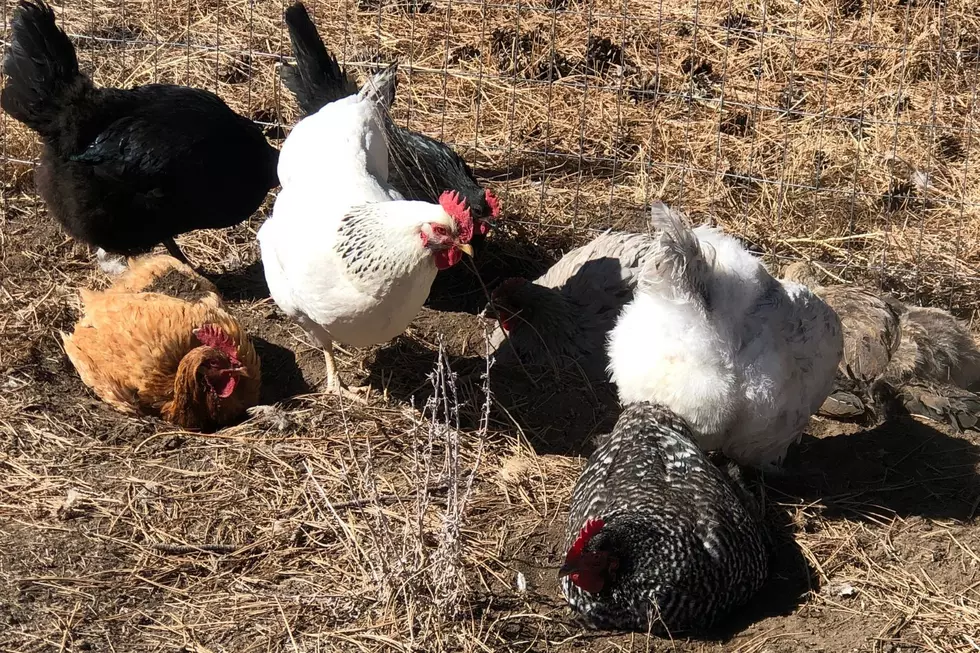 Chickens Like Baths, But They Still Can’t Take One Under New Colorado Law