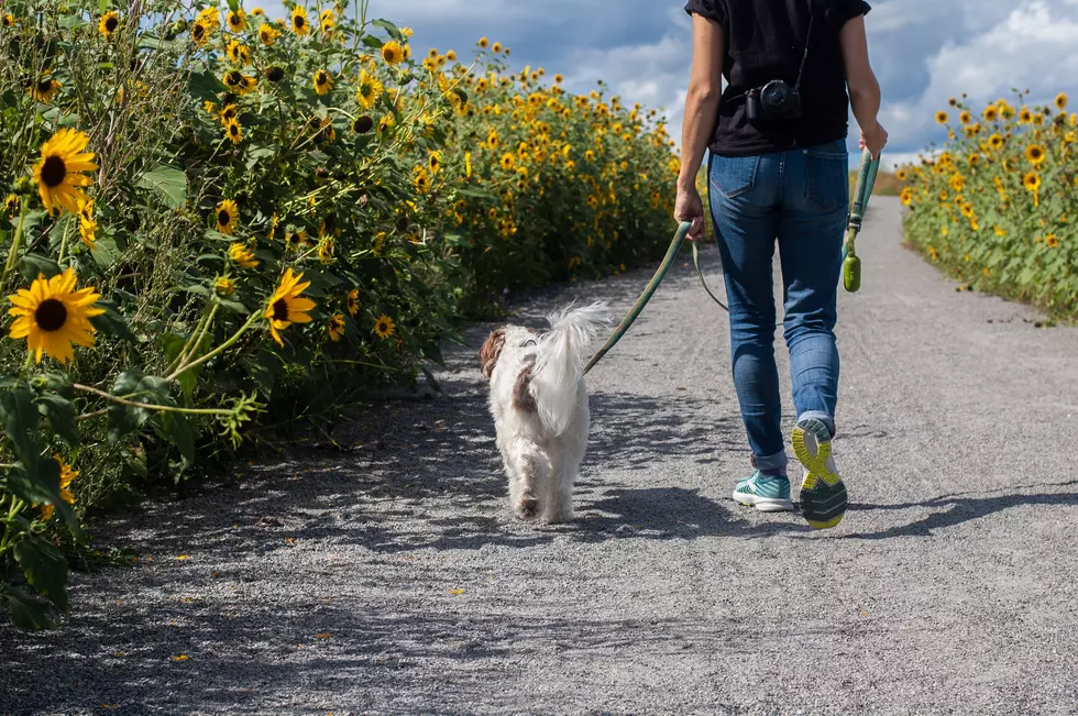 Which Colorado Cities Make List of Best Cities to Walk Your Dog?
