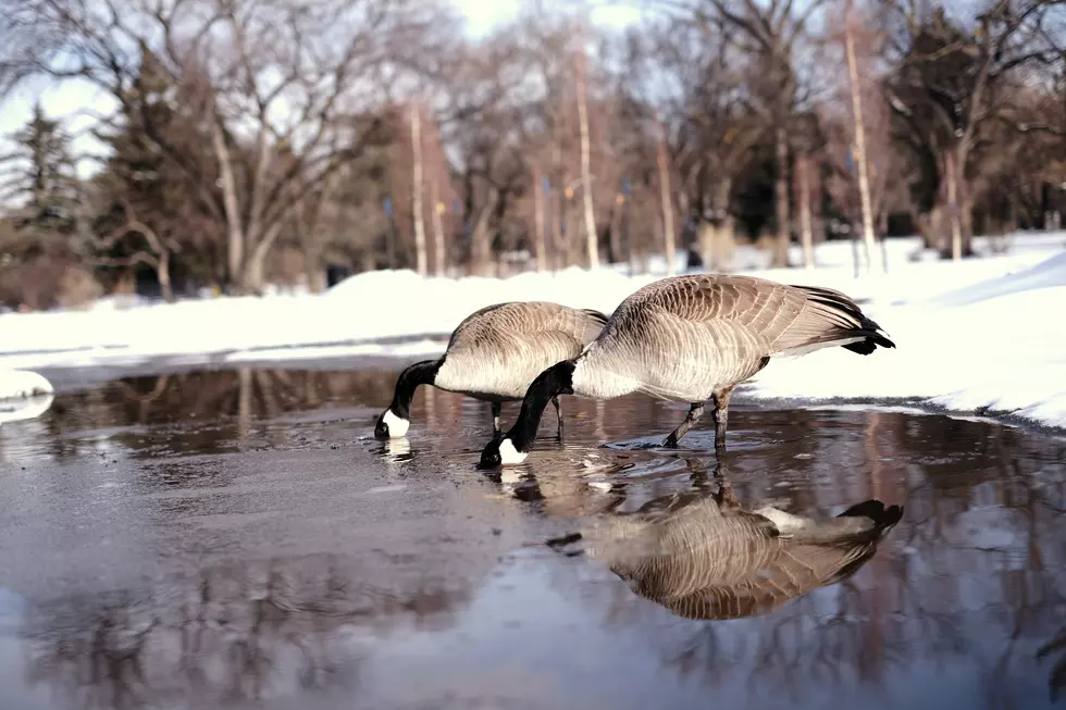 A Dozen Geese Found Dead at Colorado Park, Avian Flu Suspected