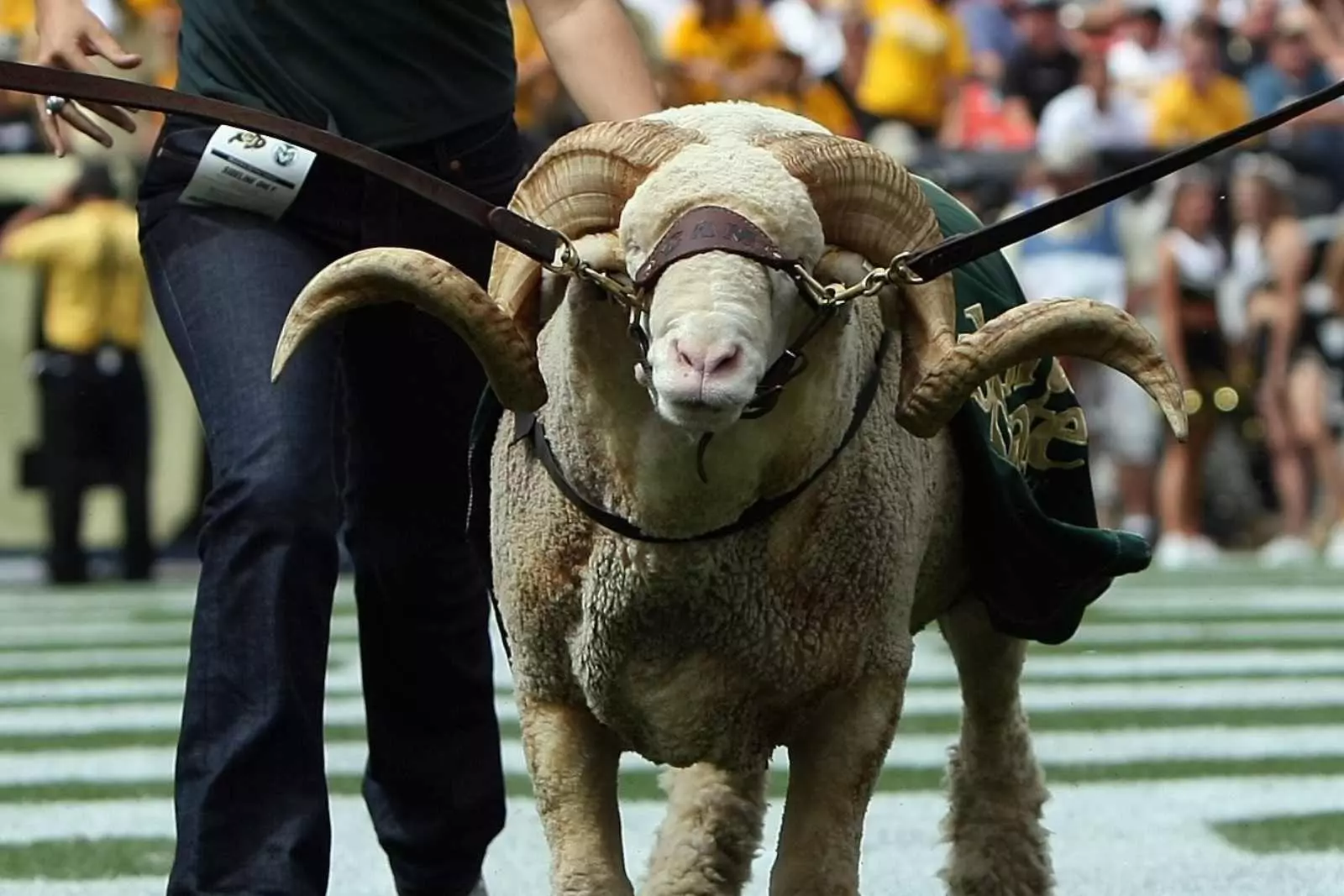 11 Awesome Things About Colorado State University's Cam the Ram