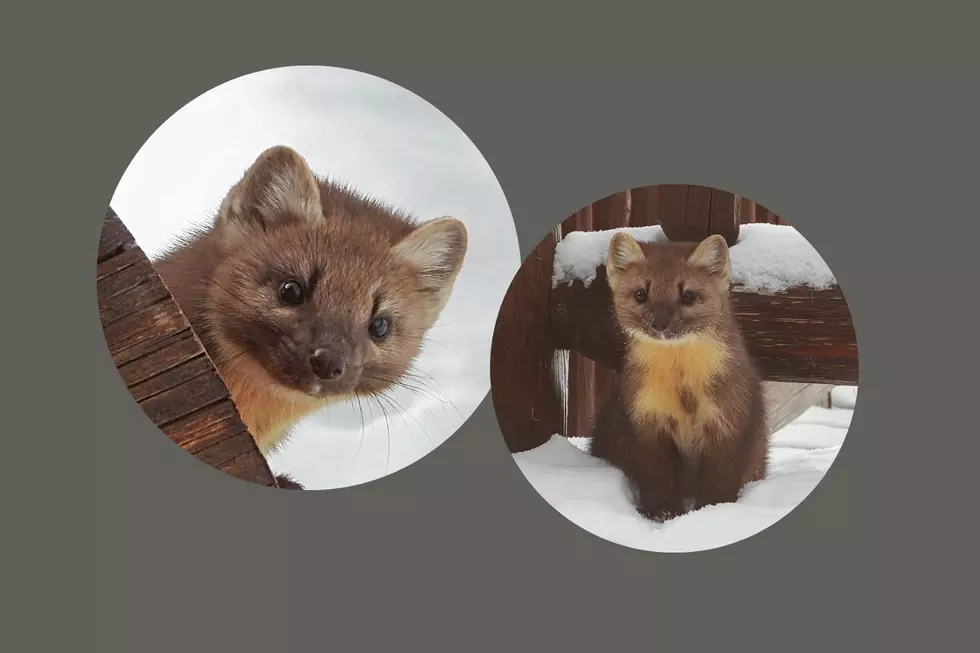 Meet Morty and Marty the Colorado Pine Martens Who Love Pictures