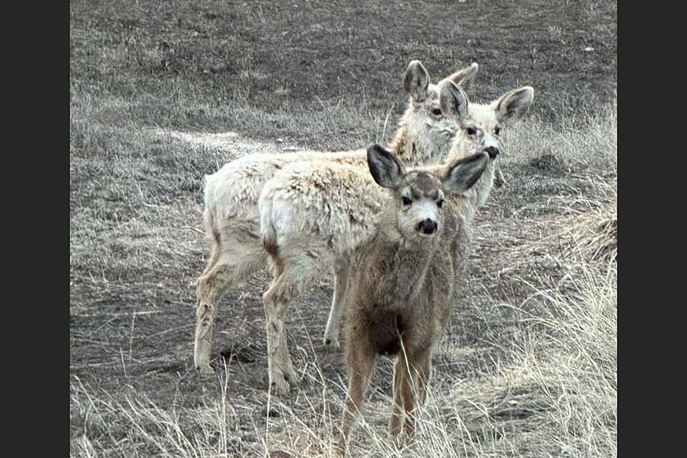 What Are These Pale Colored Mule Deer Spotted in Colorado?