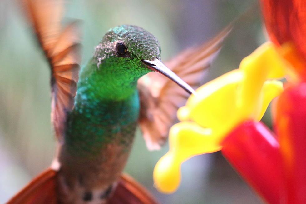 When Do Hummingbirds Arrive in Colorado?