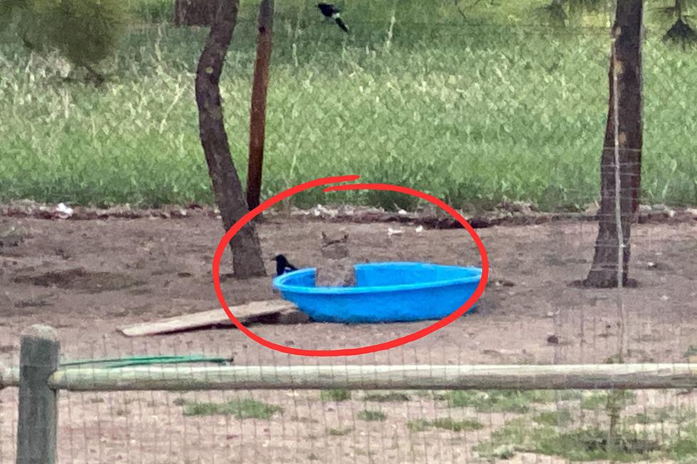 Watch This Great Horned Owl Bathing in a Colorado Kiddie Pool With Its Magpie Friend