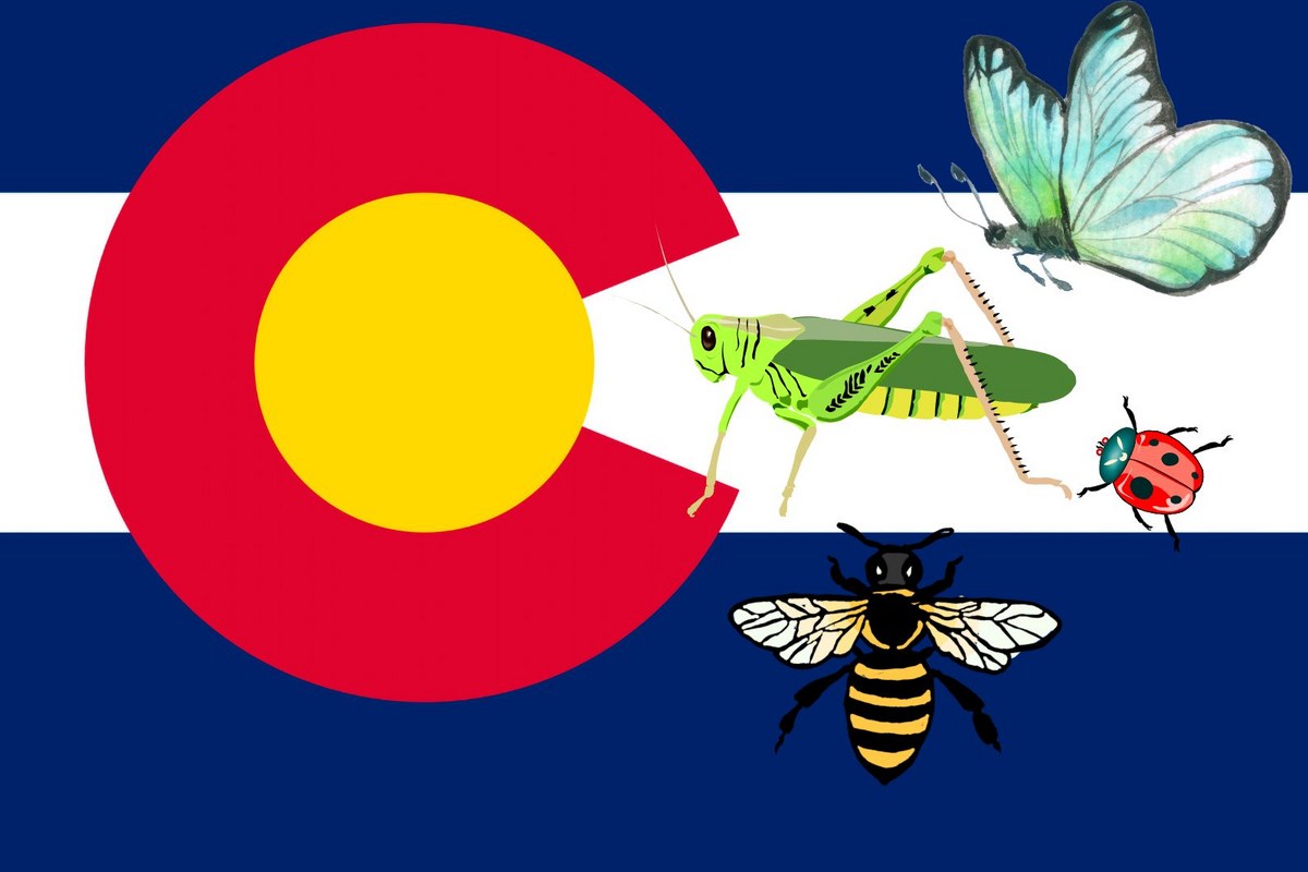 Florida State Insect Vector Does Colorado Have an Official State Insect?