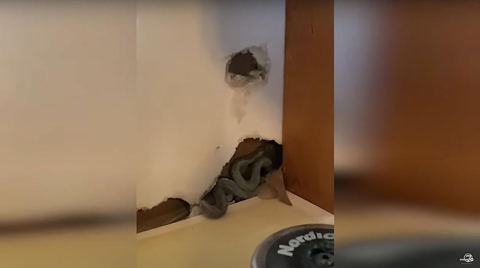 Woman Buys House in Colorado; Finds Out Walls Are Full of Snakes