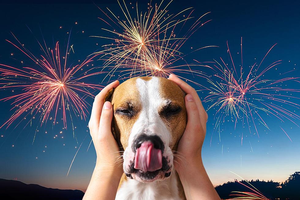 4th of July is the Number One Day Pets Get Lost, Says Larimer Humane
