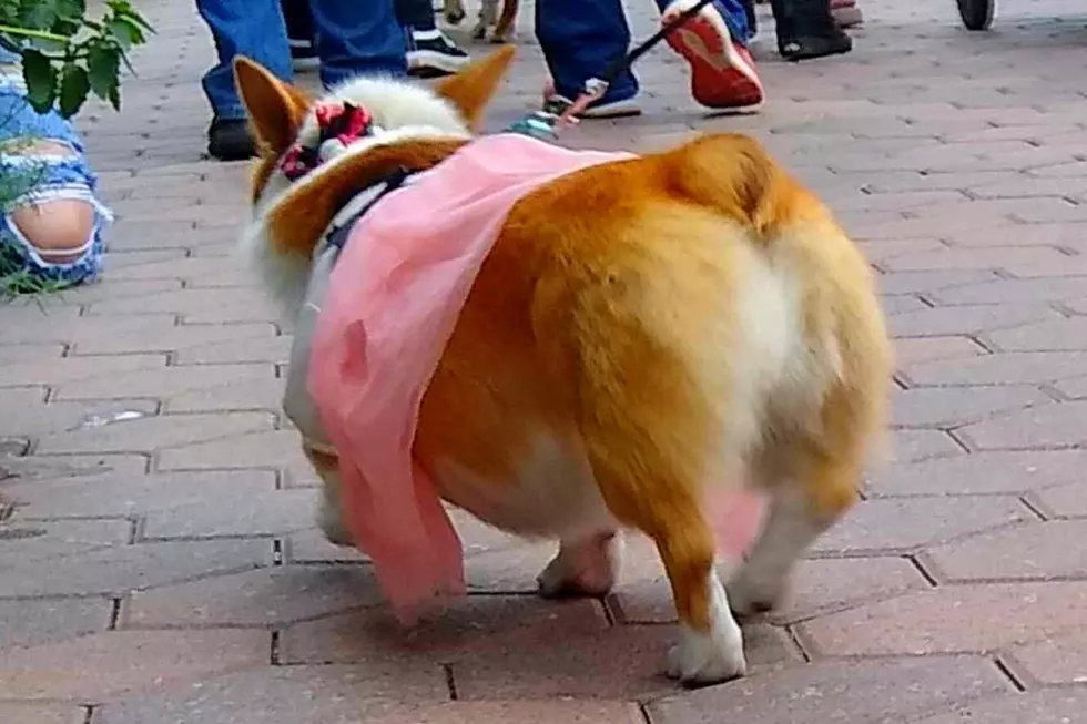 Tour-de-Fat-Tour-de-Corgi-Fort-Collins-Colorado