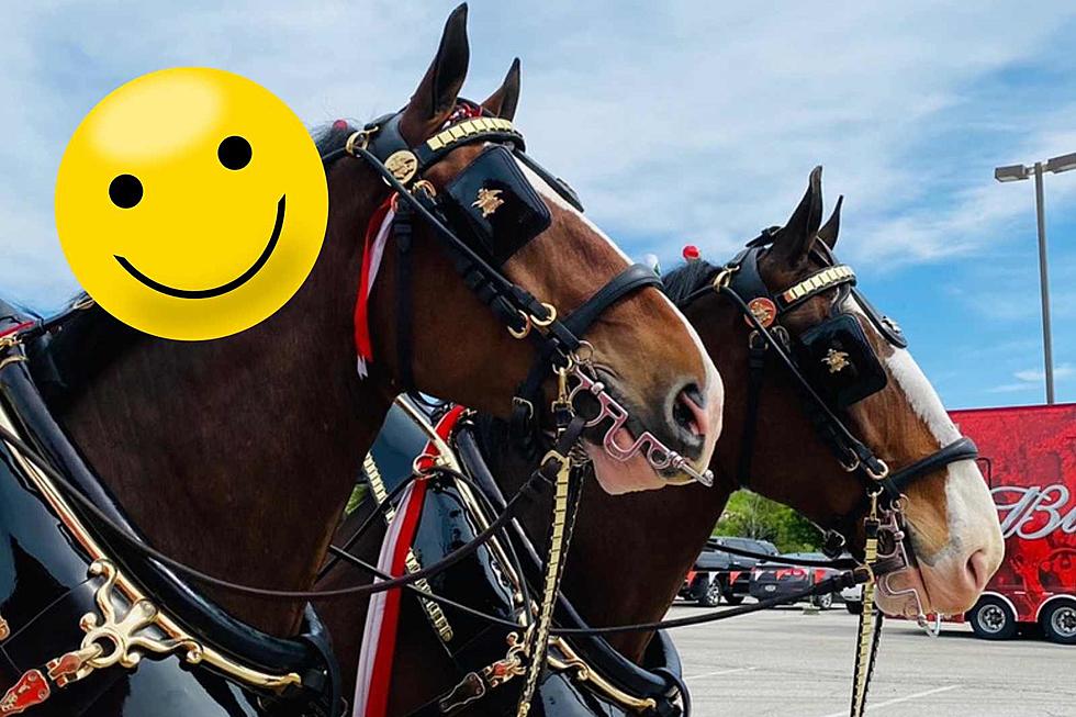Budweiser Announces Change to Clydesdales