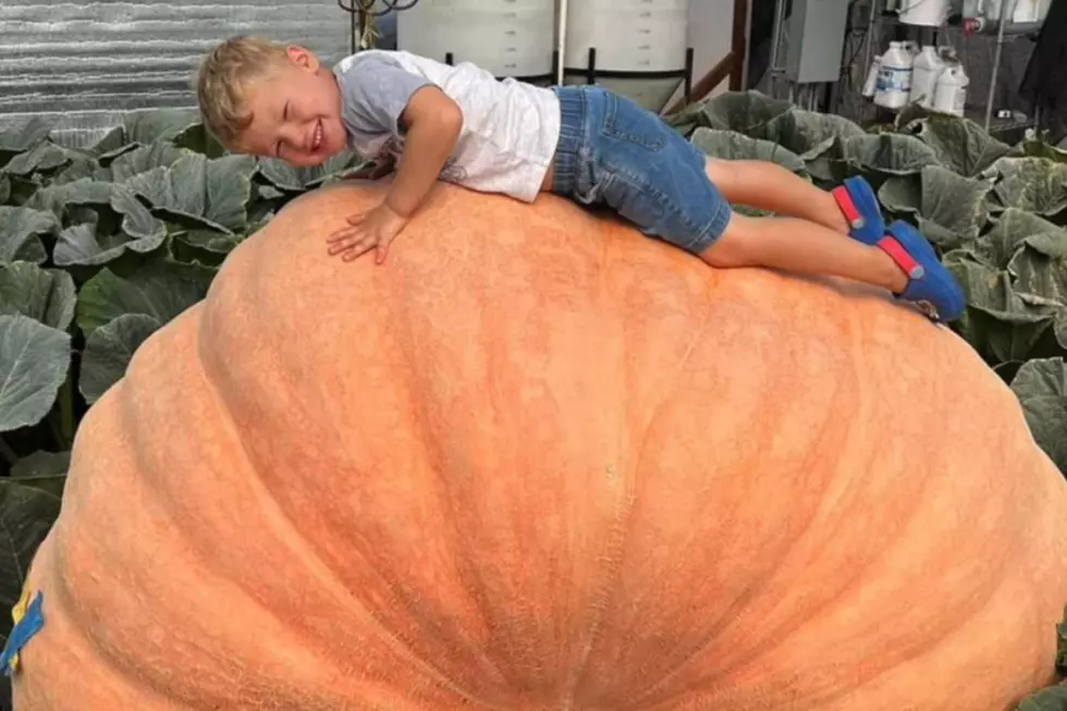 Colorado-Pumpkin-Contest