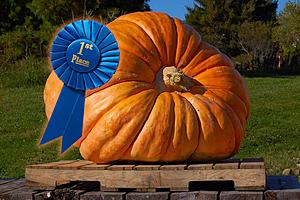 Colorado Town Will Crown Title of ‘Giant Pumpkin’ in October
