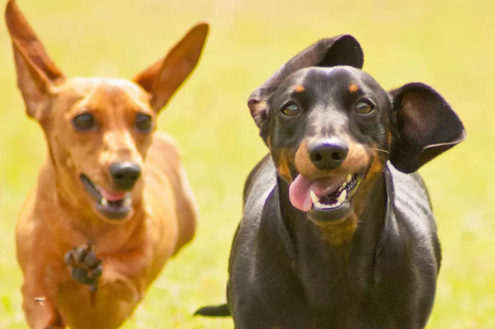 Oktoberfest-Loveland-Colorad-Weiner-Dog-Races (6)