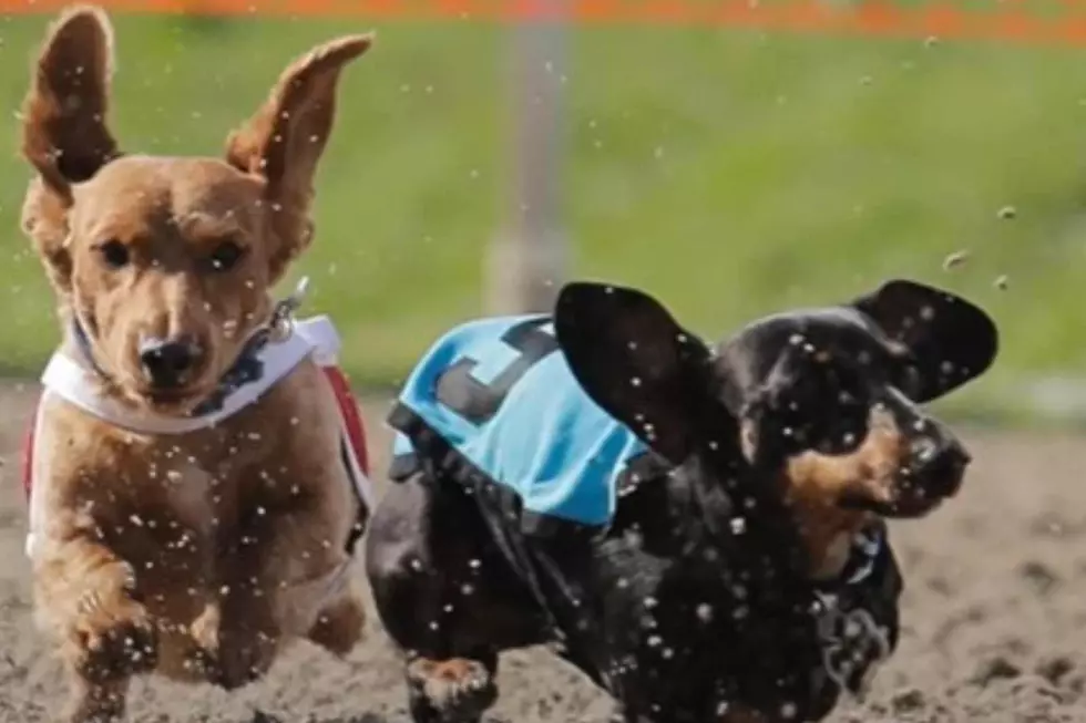 Oktoberfest-Loveland-Colorad-Weiner-Dog-Races (6)