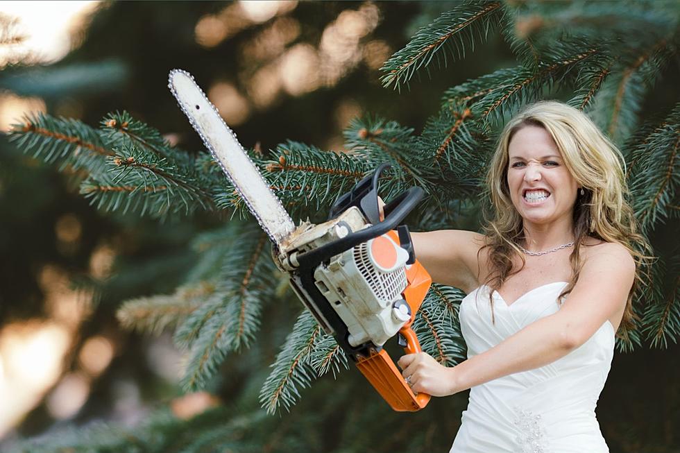 Timber! Enormous Colorado Evergreen Cut Down for Town Safety