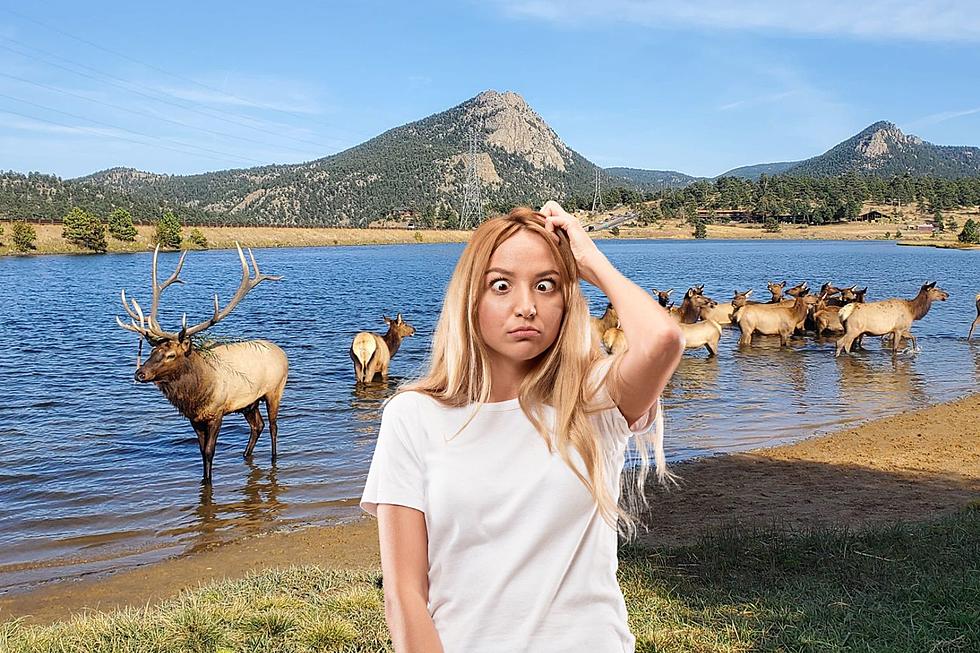 Viral Video Shows Colorado Tourists at Their Worst Around Elk in Lake