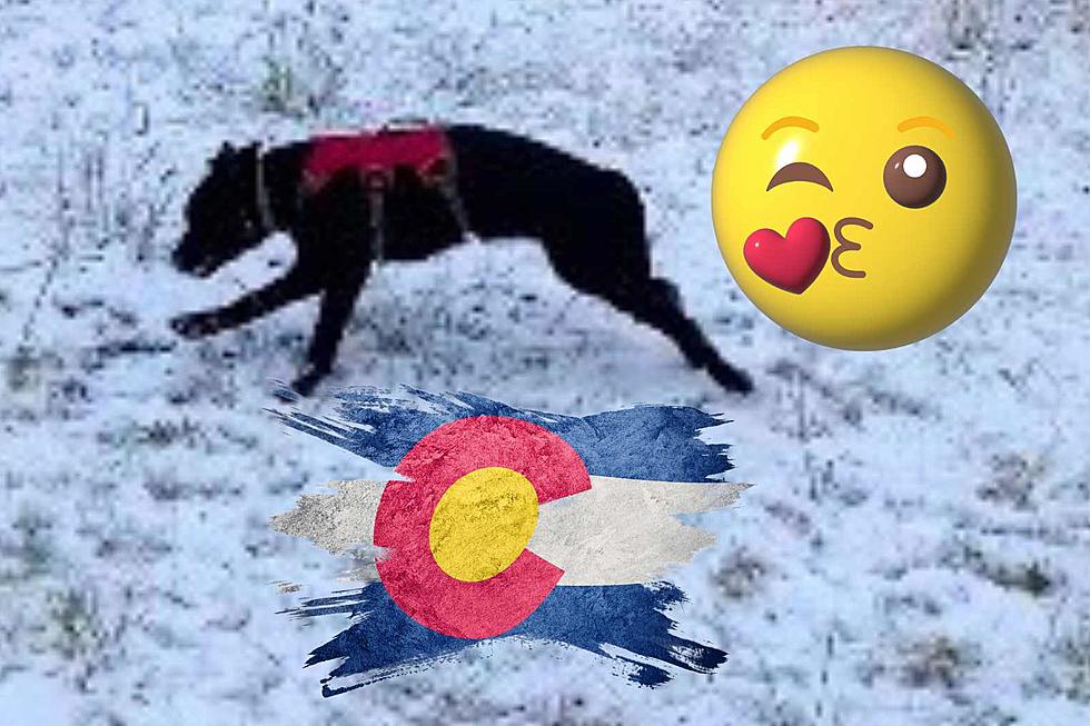 Watch: Snow Starts Falling in Colorado and Excited Patrol Pup Can’t Get Enough