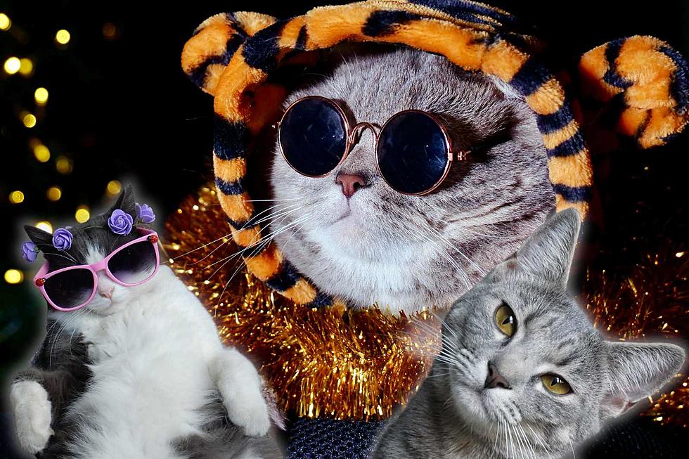 Cat Lovers &#8216;Knead&#8217; to Pounce on &#8216;Cat Fest&#8217; in Colorado