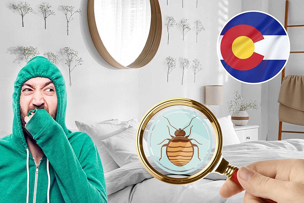 Colorado City Lands in Top 20 That Have A ‘Bed Bug Problem’