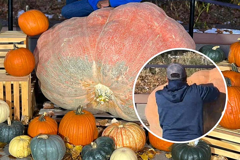 Time Lapse: 1,687 Pound Colorado Pumpkin Carved Into Awesome Art