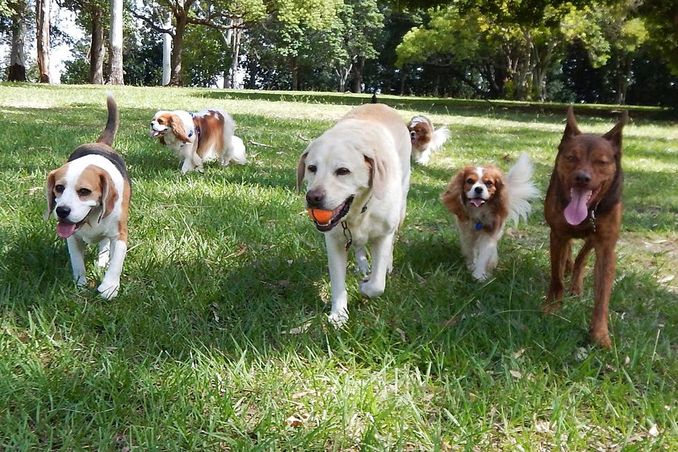 Canine Health Crisis: Will Colorado Dog Parks Close?